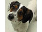 Adopt Tritan a Beagle