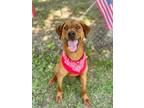 Adopt Bear a Retriever, Mixed Breed