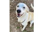 Adopt James Blond a Labrador Retriever, Mixed Breed