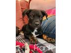 Adopt FRANK a Australian Kelpie, Pit Bull Terrier