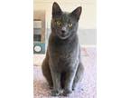 Adopt Jimmy Page a Domestic Short Hair