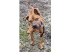 Adopt Webbie a Mixed Breed