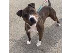 Adopt Syrus a Pit Bull Terrier