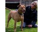 Adopt Marvin a Pit Bull Terrier