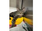 Adopt Putter a Domestic Short Hair