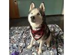 Adopt Prince a Siberian Husky