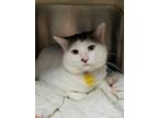 Adopt Samy a Domestic Short Hair