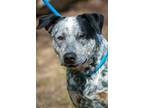 Adopt Patches a Australian Cattle Dog / Blue Heeler