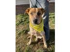 Adopt Rusty - Jon Jon a Australian Cattle Dog / Blue Heeler, Black Mouth Cur