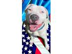 Adopt Colton a Pit Bull Terrier