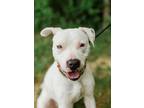 Adopt Colton a Mixed Breed