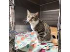 Adopt Milo a Domestic Short Hair