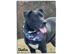 Adopt Denton a Black Labrador Retriever, Mixed Breed