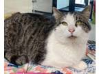 Adopt Pat a Domestic Short Hair