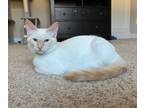 Adopt Lollie a Siamese, Domestic Medium Hair