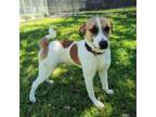 Adopt James Bond a Beagle, Foxhound