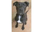 Adopt Mike a Pit Bull Terrier, Mixed Breed