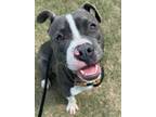 Adopt Lucky a Pit Bull Terrier, Mixed Breed