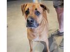 Adopt CHANCE a Rhodesian Ridgeback