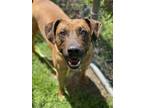 Adopt Henry a Black Mouth Cur, Mixed Breed