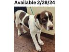 Adopt Dog Kennel #3 a English Pointer, Mixed Breed