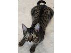 Adopt Long Legs - North Conroe Pestmart (JD) a Tabby, Domestic Short Hair