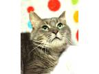 Adopt Cha Chi - Kuykendahl/Grand Parkway 99 Petsmart a Tabby