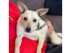 Adopt OBrien a Whippet, Canaan Dog