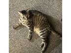 Adopt Buddy the Cat a American Shorthair
