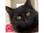 Adopt Luke a Domestic Long Hair