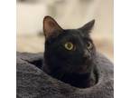 Adopt Little Man a Domestic Short Hair