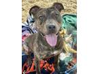 Adopt Sarge a Pit Bull Terrier, Mixed Breed