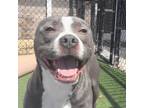 Adopt Badger a Pit Bull Terrier