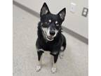 Adopt Shotgun Charlie a Husky