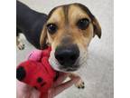 Adopt Ollie a Beagle