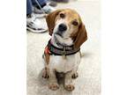 Adopt Emmett M a Beagle