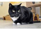 Adopt Mittens a Domestic Short Hair