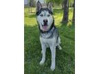 Adopt Loki a Alaskan Malamute, Mixed Breed