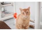 Adopt Nigel - Barn Cat a Domestic Short Hair, Tabby