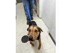 Adopt Dallas a Black and Tan Coonhound, Mixed Breed
