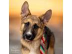 Adopt Chaska a German Shepherd Dog