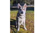 Adopt Balerion a Husky, Alaskan Malamute