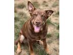 Adopt Matthew the Raven a Shepherd, Pit Bull Terrier