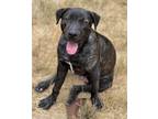 Adopt Joel Miller a Terrier, Pit Bull Terrier