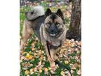 Adopt Jason Momoa a Akita