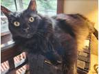 Adopt Ocean Shores a Domestic Medium Hair