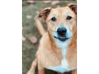 Adopt Ryan Reynolds a Labrador Retriever, Australian Shepherd