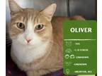 Adopt Oliver a Domestic Short Hair