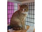 Adopt Tuffnut a Domestic Short Hair