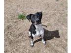 Adopt OREO a Australian Cattle Dog / Blue Heeler, Pit Bull Terrier